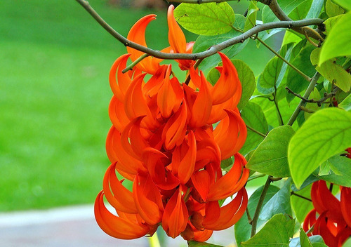 Enredadera Jade Rojo (macuna Bennettii)