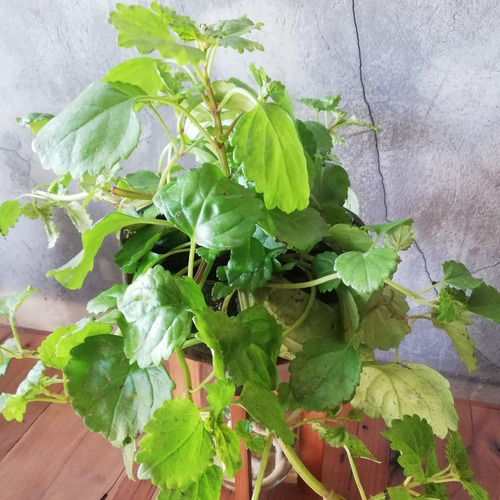 Imagen 6 de 7 de Dolar Little Plant 32 Con Soporte, Maceta Autorregante
