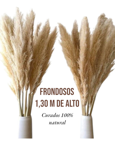 Pack X 60 Plumerillos Pampa Grass Selloana Beige 1,30 Metros Beige
