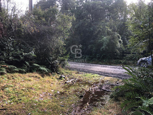 1,6 Hectáreas De Bosque Nativo A 20 Minutos De Puerto Varas