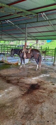 Imagen 14 de 27 de Finca En Venta Chiguará