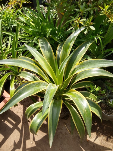 Agave Desmettiana Verde - Variegado - Maceta 10 Litros