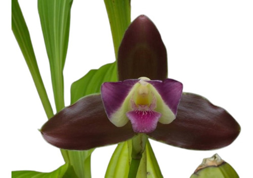 Orquidea Lycaste Macrophylla