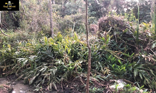 Imagem 19 de 21 de Excelente Chácara À Venda No Bairro Jerivá Boituva-sp - Ch00156 - 69834640