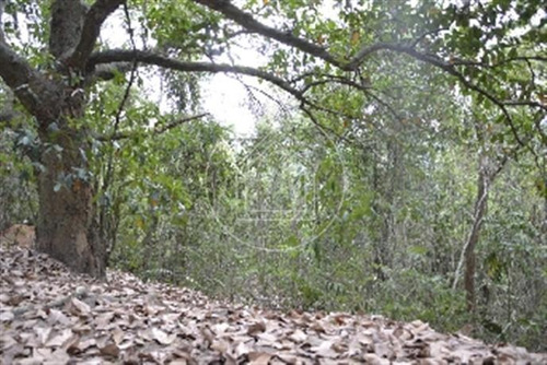 Imagem 3 de 11 de Terreno - Ref: 493988