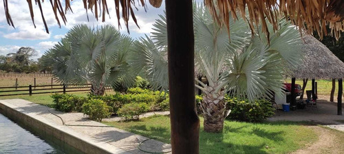 Imagen 5 de 14 de En Venta Finca Productiva En Dos Caminos Guárico