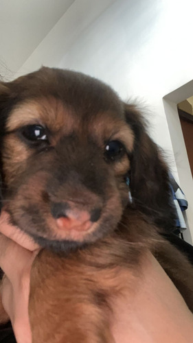 Imagen 7 de 7 de Perros Salchicha De Pelo Largo