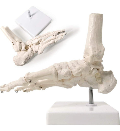 Modelo De Pie Humano Articulado Evotech 23x15.7 Cm