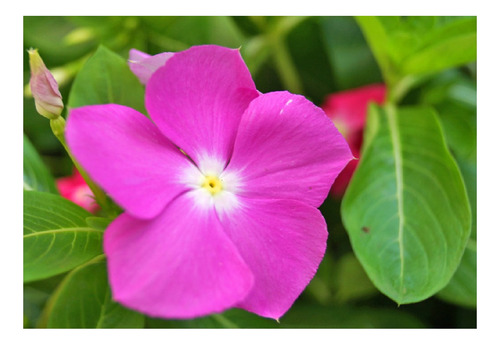 Kit Vinca Maria Sem Vergonha + 1600 Sementes Flor 11 Horas
