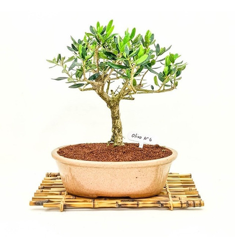 Bonsai Planta Olivo 18 Años 35cm En Maceta Esmaltada N6