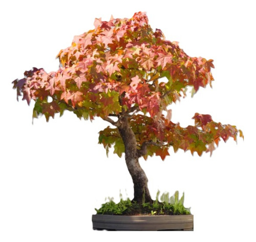 Sobre Para Sembrar O Hacer Bonsai De 25 Arboles Liquidambar