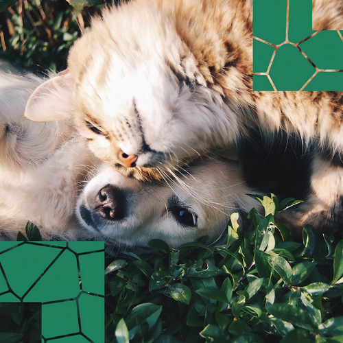 Esencia Difusor Pet Friendly Ideal Para Hogares Con Mascotas