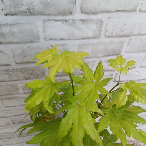 Arce Shirasawanum Aureum Moonrise Verde Lima