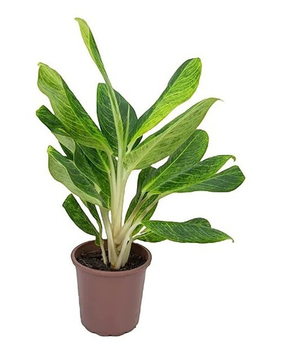 Aglaonema Queen P23