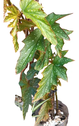 Planta Ala De Angel Grande
