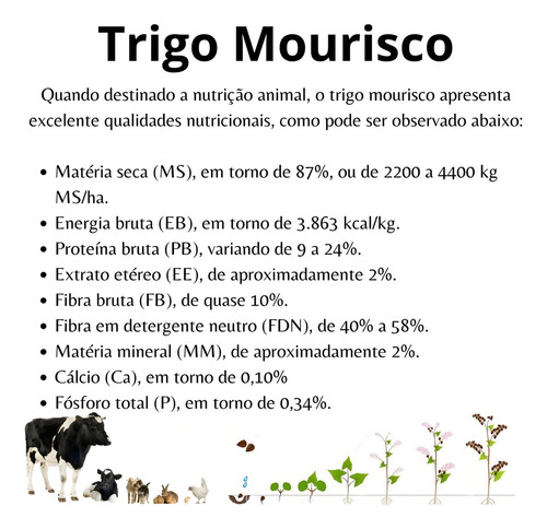 Semillas de trigo morisco para la siembra posterior a la soja, 4 kg