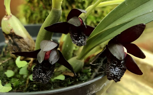 250 Semillas De Orquídea Negra, New Variedad+ Abono D Regalo