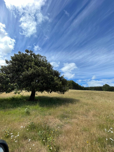 Campo De 22 Hectáreas Cercano A Fresia.