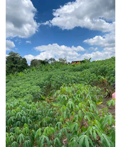 Finca Para La Venta De 5 Cuadras En Circasia