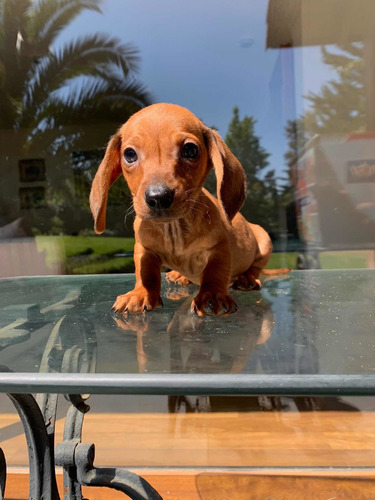 Imagen 7 de 8 de Preciosos Cachorros Salchicha Dachshund Mini