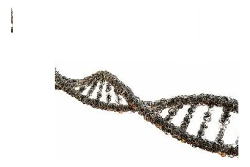 Test De Paternidad En El Embarazo, Adn Prenatal No Invasivo