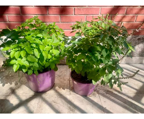 Semillas Albahaca Lidl Planta