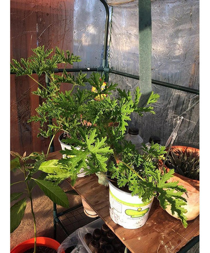 Cubiertas Para Plantas Protección Contra Congelación Cubiert