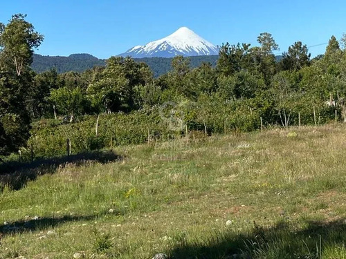 Bosque Para Conservación | Árboles Centenarios