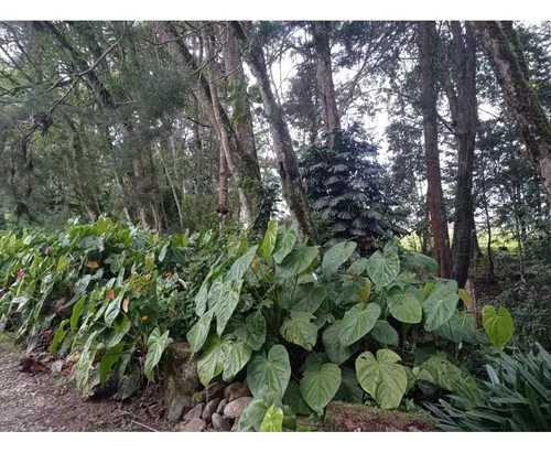 Lote En Venta Sector Llanogrande- Parcelación Vía Don Diego