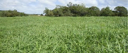Brachiaria Brizantha Mg-5 Vitoria - 1 kg de semillas