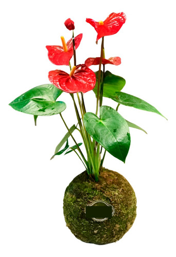 Planta Kokedama Flor