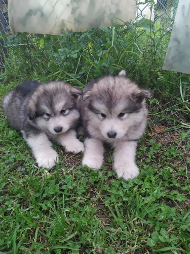 Cachorros Alaskan Malamute