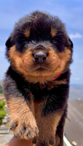 Cachorros Rottweiler