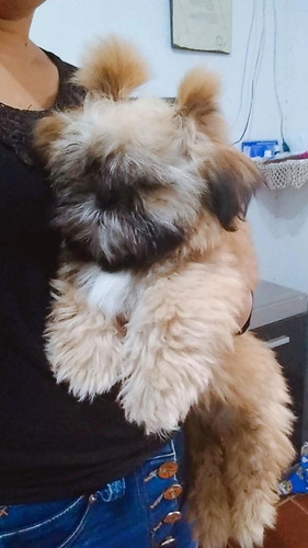 Imagem 2 de 3 de Linda Shitzu Fêmea