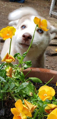 Husky Siberianos Bebes