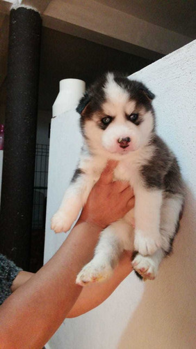 Imagen 3 de 7 de Huskys Siberianos