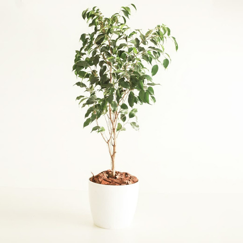 Ficus Benjamina E7 - Plantas Faitful