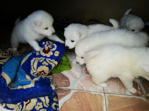 Perro Samoyedo Mascotas Rionegro Medellín Bogota Cali