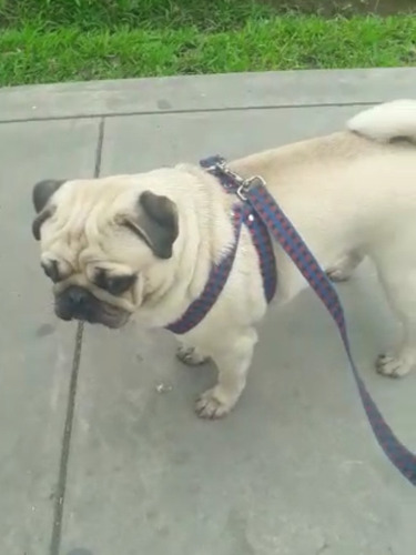 Imagen 4 de 4 de Pug Servicio De Monta 978548738