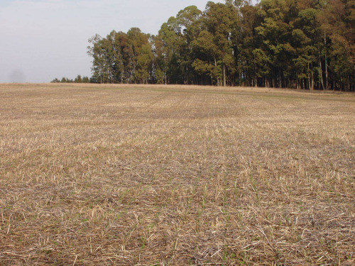 Imagen 4 de 7 de Terreno Campo En Venta Ubicado En Aguada, Montevideo