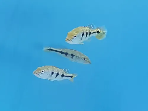 Pez Tucunaré Cichla Orinocensis Acuario Monster Tank Ciclido