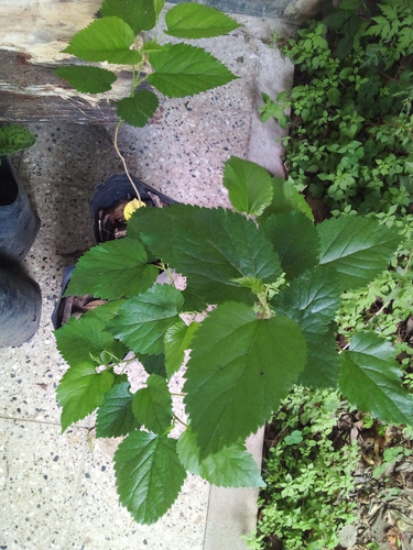 Árbol De Moras 60 Cm - 1 Planta En Maceta 3l