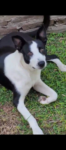 Cachorron Mix De Border Collie Con Galgo, Bellezaa 1 Añito!