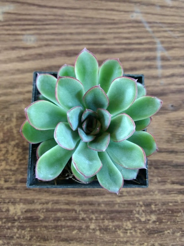 Echeveria Pulidonis 30 Pzas 3 Pulg. Envio Gratis