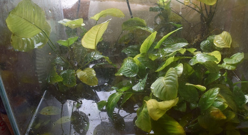 Anubias Barteri Var.barteri, Plantas Acuaticas (Usado)