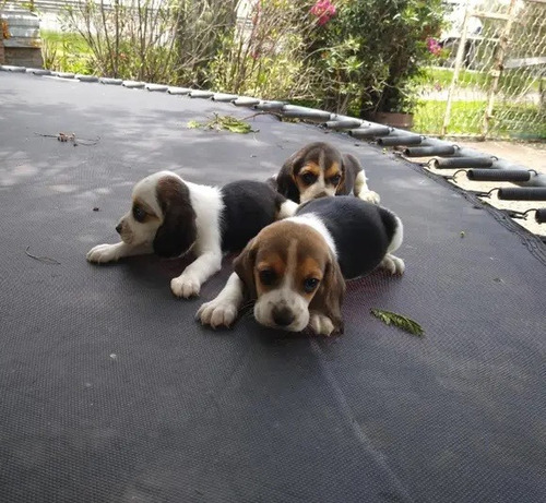 Cachorros Beagle Tricolor 350 C/u