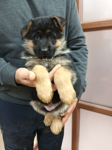 Cachorro Pastor Aleman Inscrito