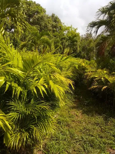 Plantas Chaguaramos Enanos