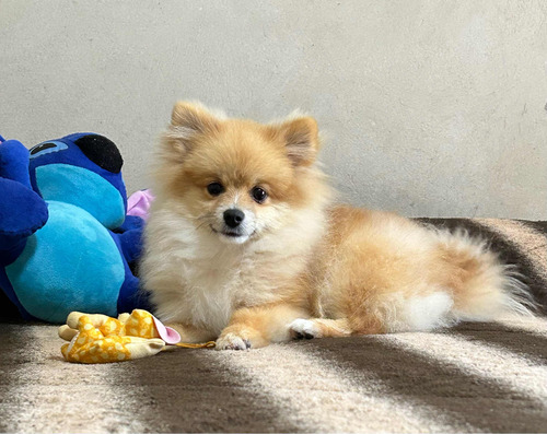 Spitz Alemão Anão Macho