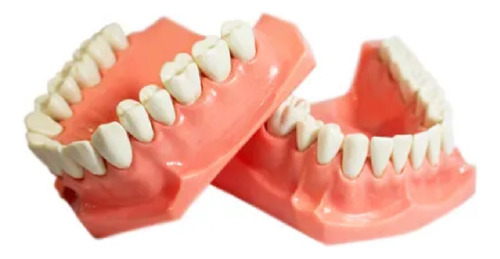 Tipodonto De Acrilico Gigante De Estudio Dental 2 Pz